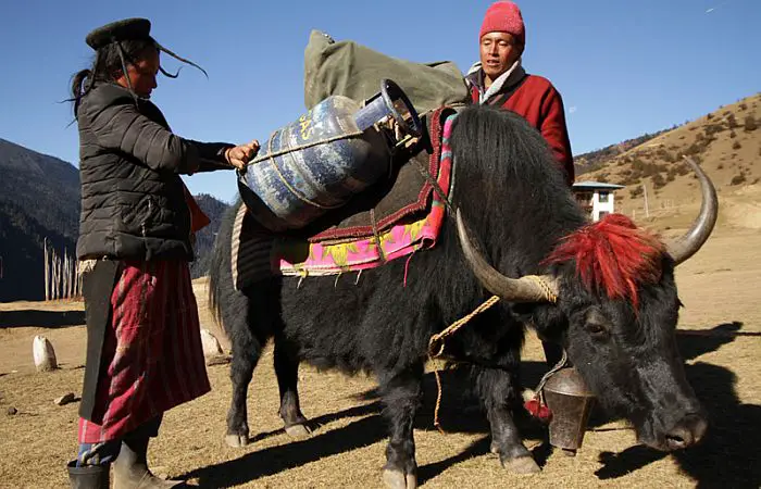 Yaks in Bhutan