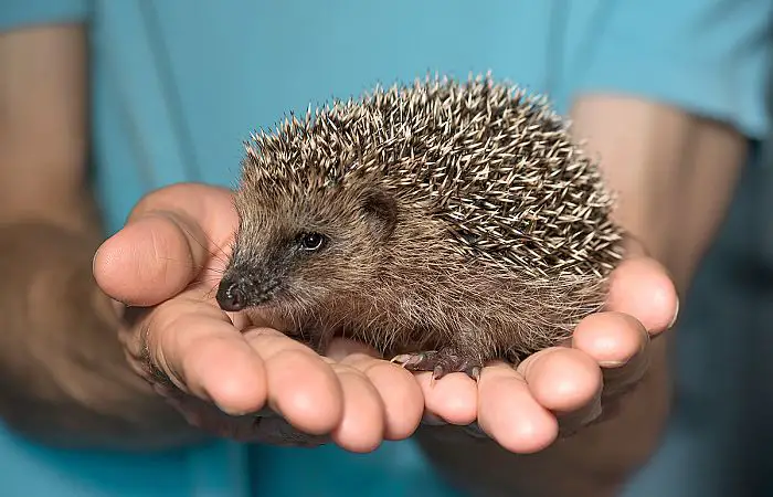 Hedgehog with rescuer