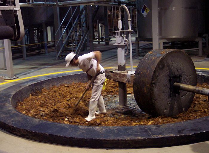 crushing agave for tequila production
