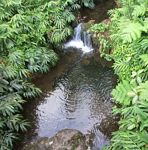 Hawaii jungle