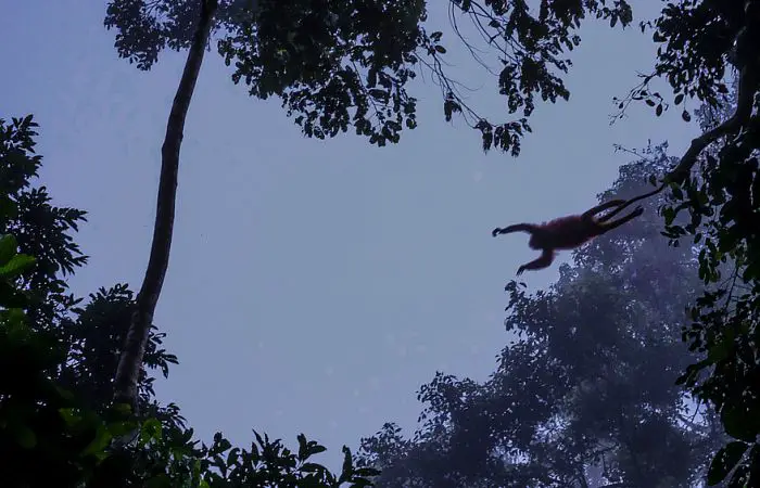 Orangutan leaping through the trees