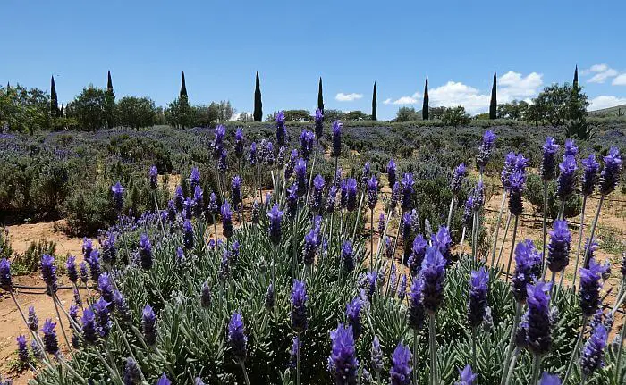 Guanajuato state lavender farm