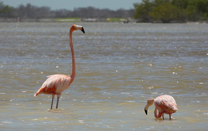 Rio Lagartos flamingos Las Coloradas