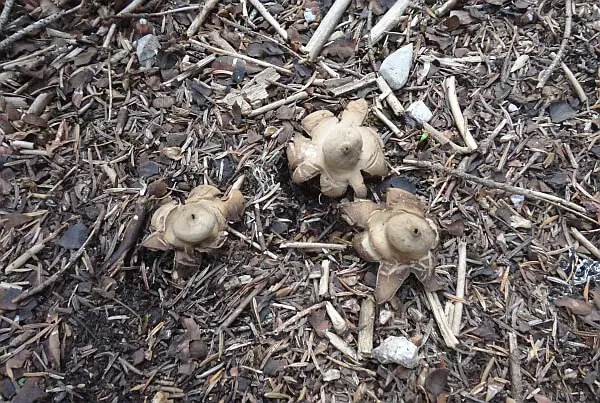 mushrooms in Greece